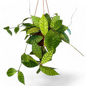 Hoya callistophylla potted houseplant in nursery pot on white background, product photo 15.