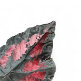 Begonia rex 'Etna' leaf close-up on white background.