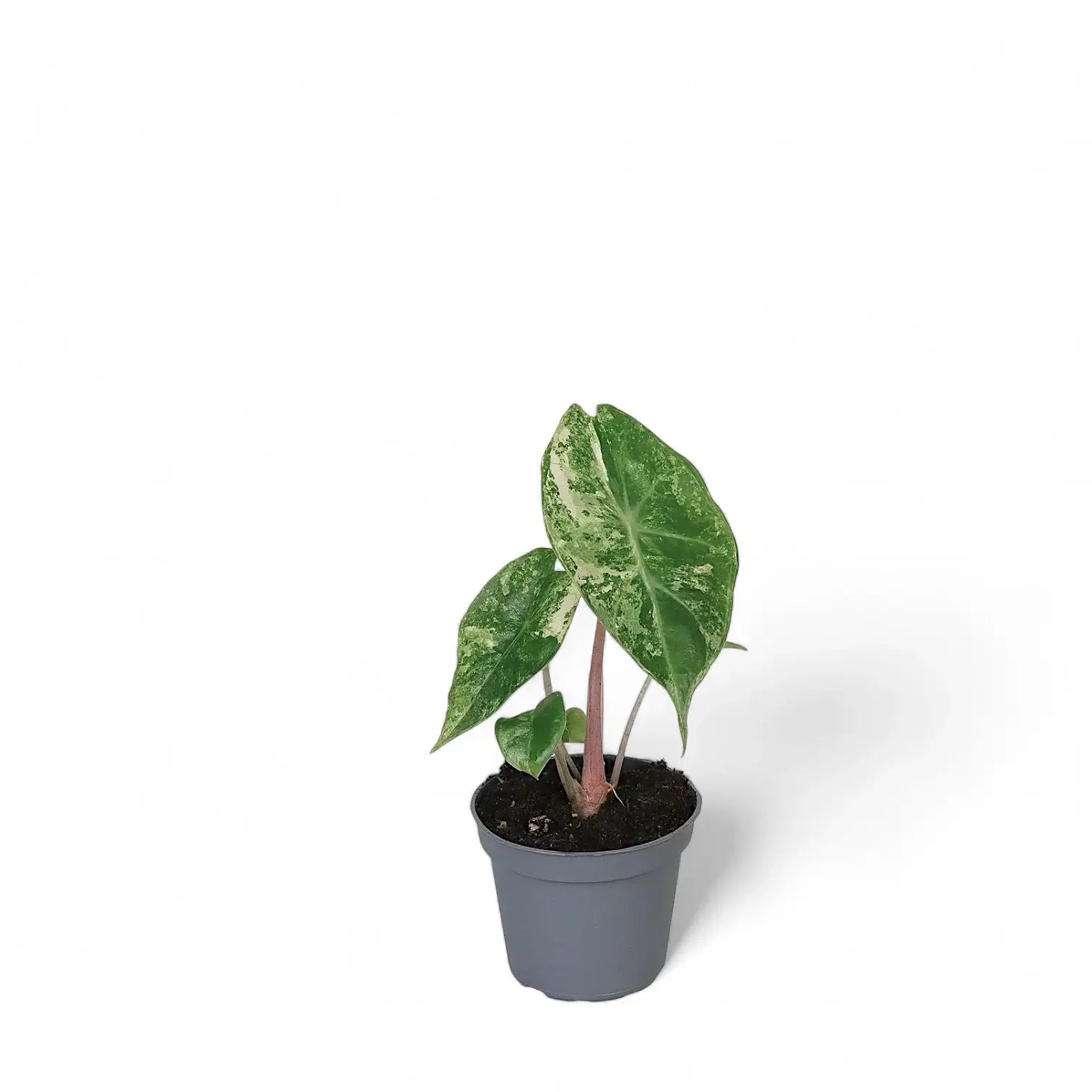 Alocasia 'Nairobi Nights' variegata potted houseplant in nursery pot on white background, product photo 3.
