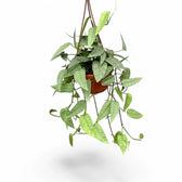 Epipremnum pinnatum 'Cebu Blue' – Topfpflanze im Kulturtopf vor weißem Hintergrund, Produktfoto 7.