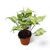 Syngonium podophyllum 'Batik' ('Golden venation') potted houseplant in nursery pot on white background, product photo 5.