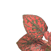 Hypoestes phyllostachya 'Red' – Topfpflanze im Kulturtopf vor weißem Hintergrund, Produktfoto 4.