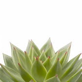Echeveria agavoides 'Pluto Galaxy' leaf close-up on white background.