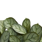 Nahaufnahme eines Blatts von Ctenanthe burle-marxii 'Amagris' vor weißem Hintergrund.