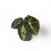 Alocasia reginula 'Black Velvet Gold' potted houseplant in nursery pot on white background, product photo 2.