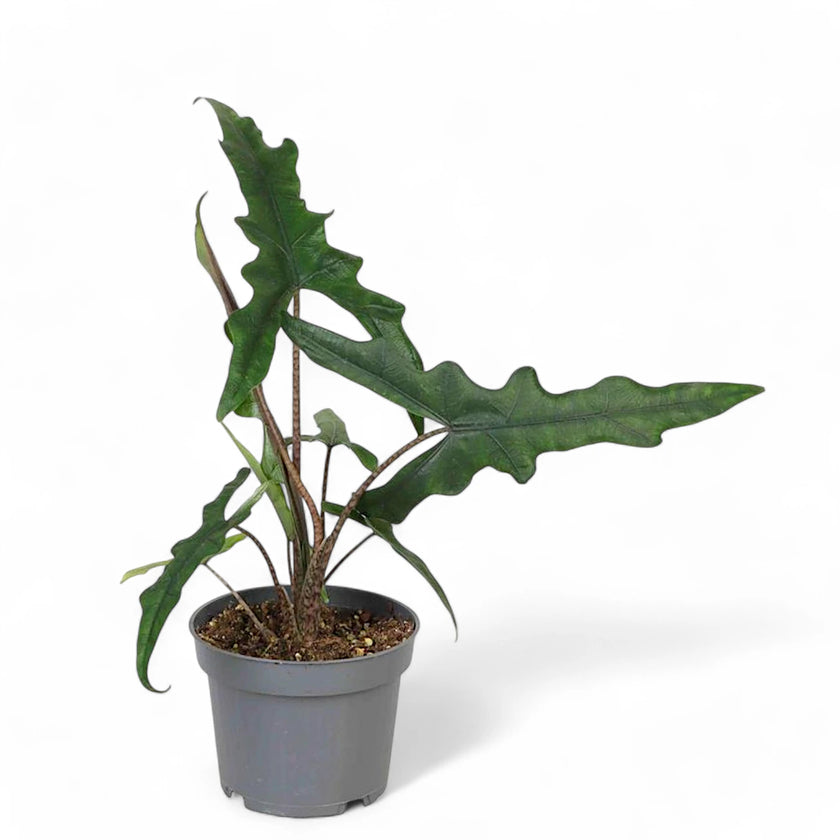 Alocasia sp. Sulawesi 'Sabrina Narrow' potted houseplant in nursery pot on white background, product photo 2.