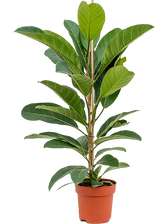 Ficus americana 'Tresor' potted houseplant in nursery pot on white background, product photo 2.