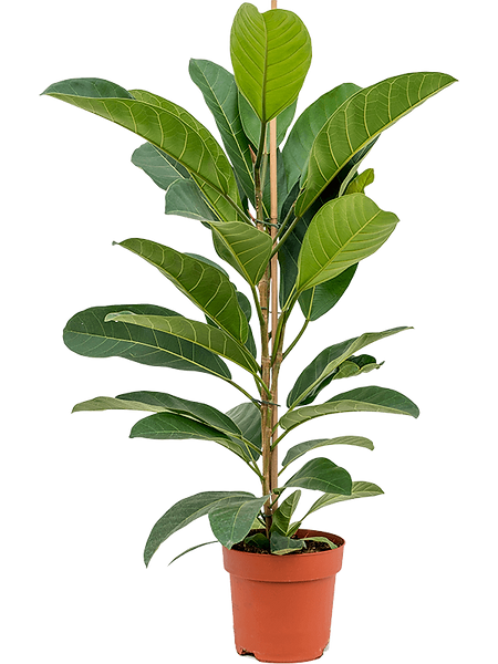 Ficus americana 'Tresor' potted houseplant in nursery pot on white background, product photo 2.