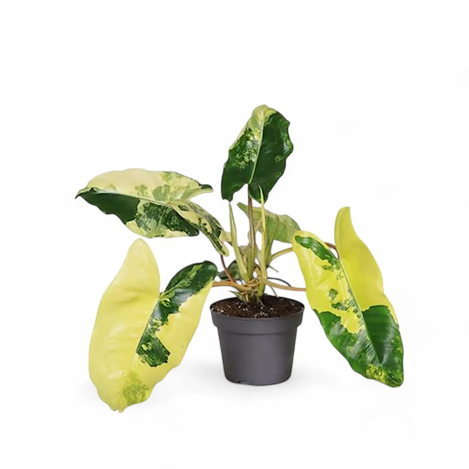 Philodendron 'Burle Marx' variegata – Zimmerpflanze im Kulturtopf auf weißem Hintergrund, Produktfoto 4.