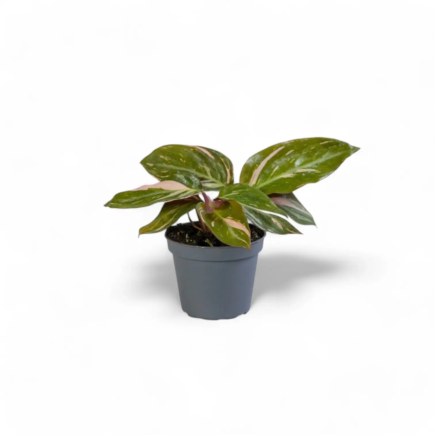 Stromanthe thalia 'Magic Star' – Zimmerpflanze im Kulturtopf auf weißem Hintergrund, Produktfoto 2.