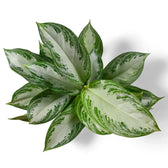 Aglaonema 'Silver Bay' leaf close-up on white background.