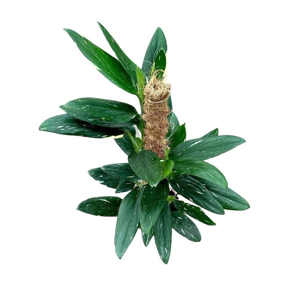 Monstera standleyana variegata – Zimmerpflanze im Kulturtopf auf weißem Hintergrund, Produktfoto 7.