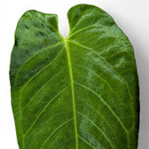 Anthurium queremalense – Topfpflanze im Kulturtopf vor weißem Hintergrund, Produktfoto 8.