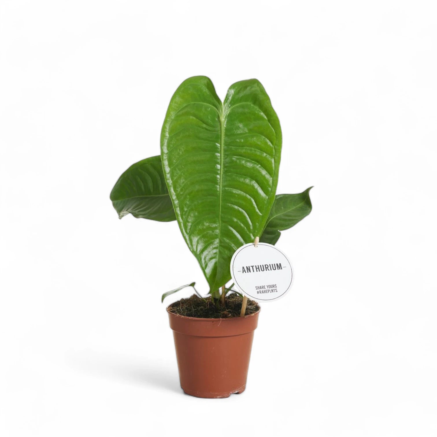 Anthurium veitchii potted houseplant in nursery pot on white background, product photo 9.