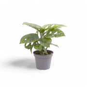 Monstera adansonii 'Monkey leaf' potted houseplant in nursery pot on white background, product photo 8.