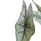 Alocasia heterophylla 'Dragon's Breath' potted houseplant in nursery pot on white background, product photo 6.