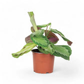 Maranta leuconeura 'Silver Band' (Exclusive grey') potted houseplant in nursery pot on white background, product photo 3.