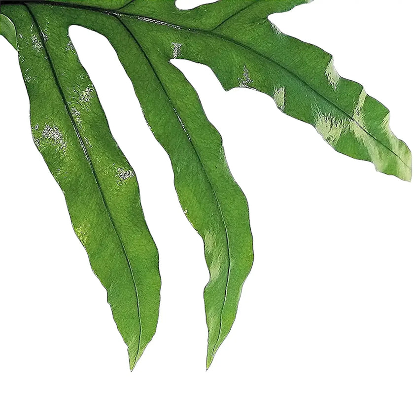 Lecanopteris pustulata leaf close-up on white background.