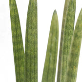 Dracaena angolensis (Sansevieria cylindrica) leaf close-up on white background.