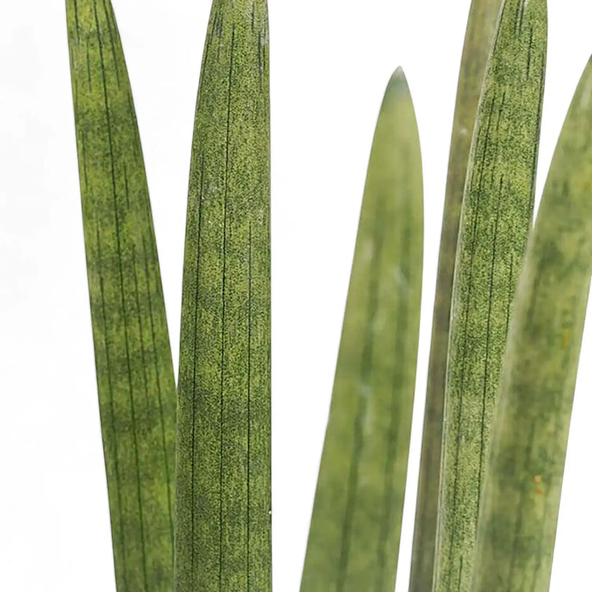 Nahaufnahme von Dracaena angolensis (Sansevieria cylindrica) vor weißem Hintergrund.