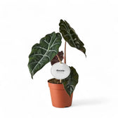 Alocasia ‘Chantrierii’ – Zimmerpflanze im Kulturtopf auf weißem Hintergrund, Produktfoto 2.