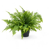 Nephrolepis exaltata 'Boston Blue Bell' – Zimmerpflanze im Kulturtopf auf weißem Hintergrund, Produktfoto 3.