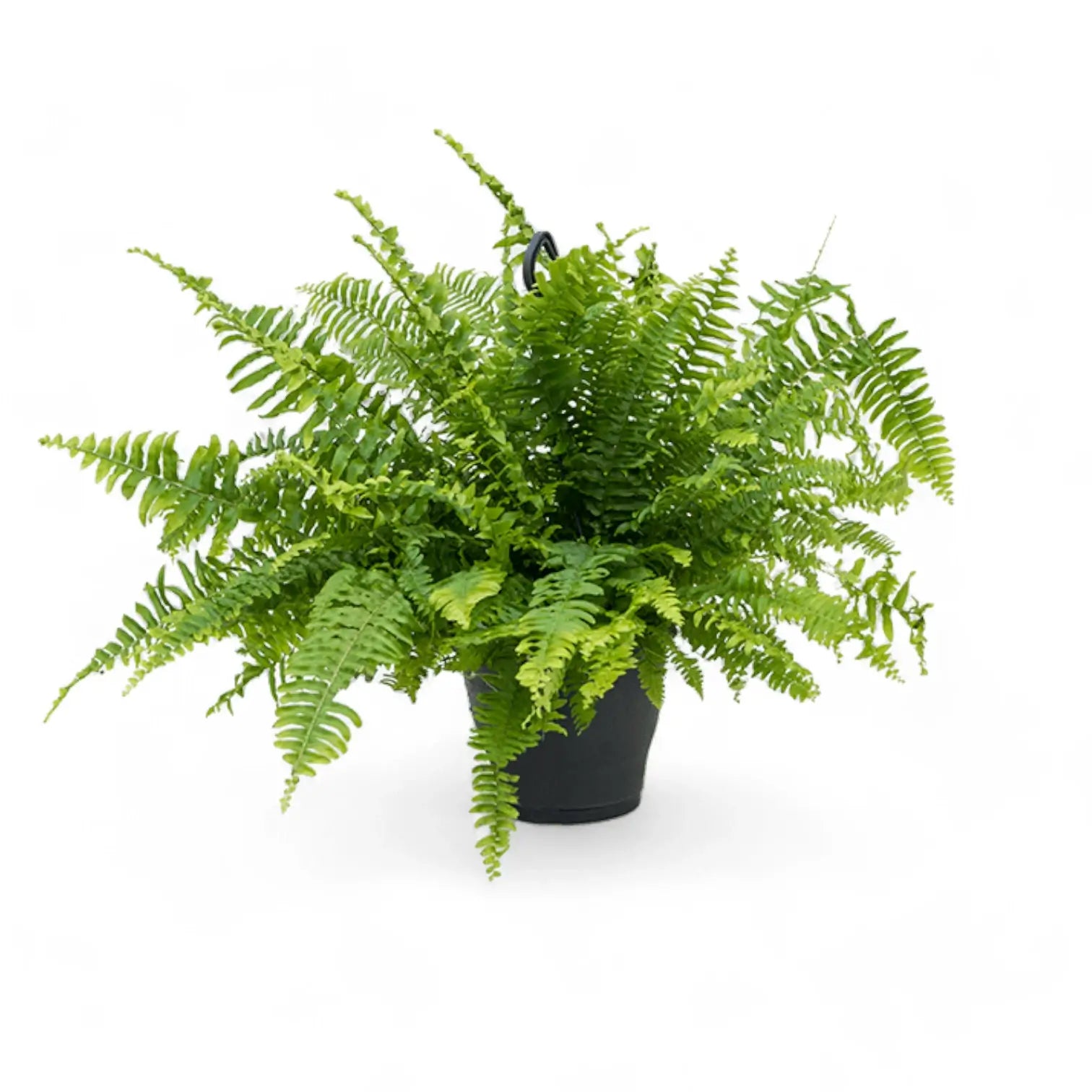 Nephrolepis exaltata 'Boston Blue Bell' – Zimmerpflanze im Kulturtopf auf weißem Hintergrund, Produktfoto 3.