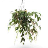 Aeschynanthus longicaulis (marmoratus) – Zimmerpflanze im Kulturtopf auf weißem Hintergrund, Produktfoto 3.