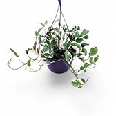 Epipremnum aureum 'N'Joy' – Topfpflanze im Kulturtopf vor weißem Hintergrund, Produktfoto 8.