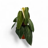 Philodendron gigas potted houseplant in nursery pot on white background, product photo 7.
