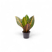 Codiaeum variegatum (Croton) 'Petra' potted houseplant in nursery pot on white background, product photo 3.