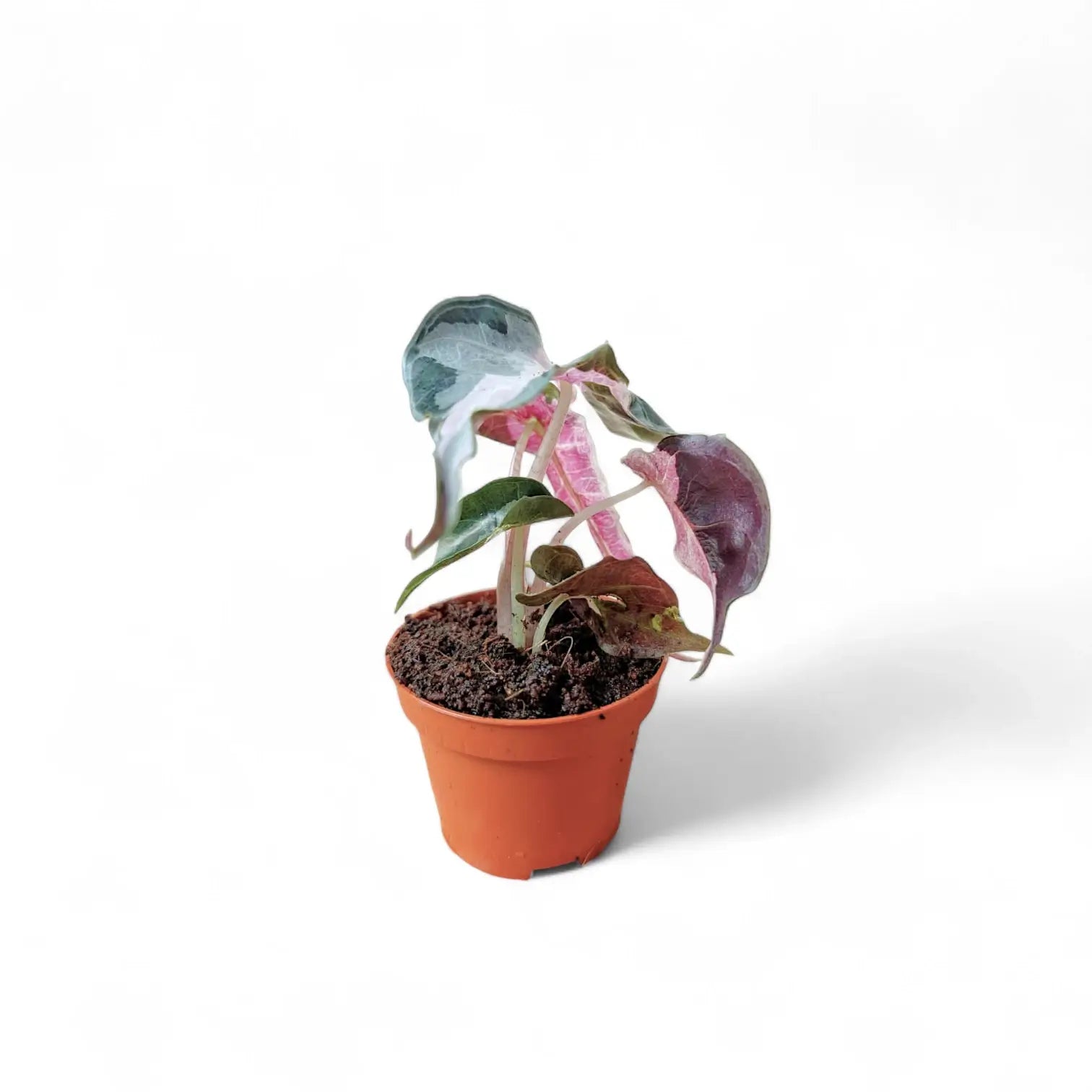 Alocasia 'Polly' Albo/ Pink Variegata – Zimmerpflanze im Kulturtopf auf weißem Hintergrund, Produktfoto 8.