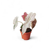 Alocasia 'Polly' Albo/ Pink Variegata – Zimmerpflanze im Kulturtopf auf weißem Hintergrund, Produktfoto 6.