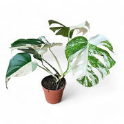 Monstera deliciosa Albo Variegata potted houseplant in nursery pot on white background, product photo 2.