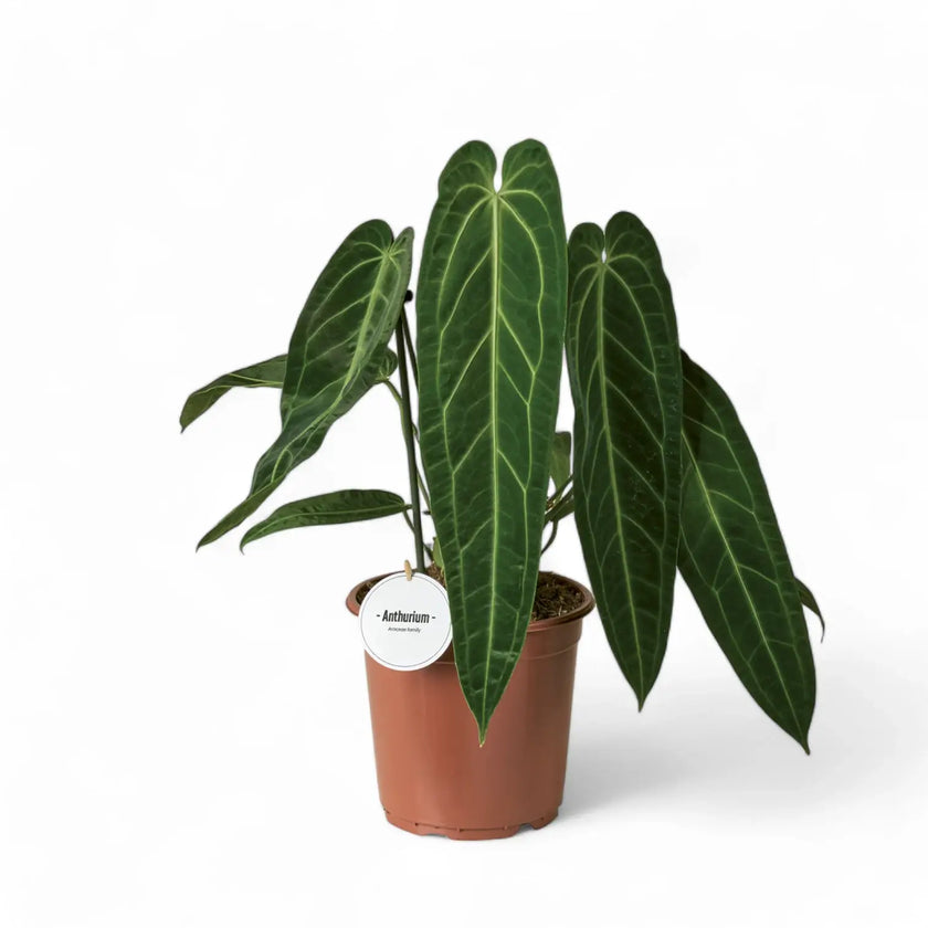 Anthurium warocqueanum potted houseplant in nursery pot on white background, product photo 4.