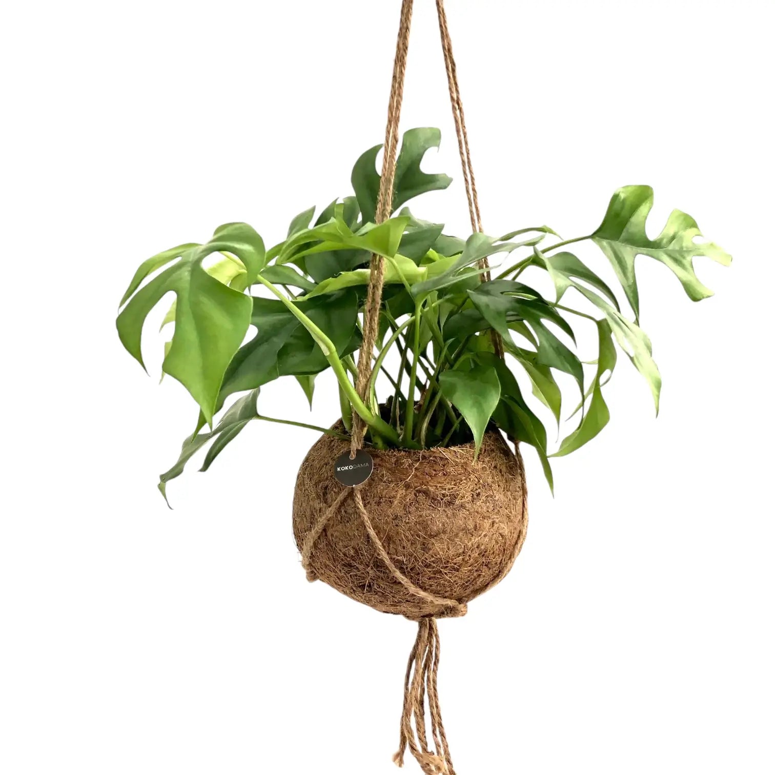 Rhaphidophora tetrasperma in Kokodama – Topfpflanze im Kulturtopf vor weißem Hintergrund, Produktfoto 2.