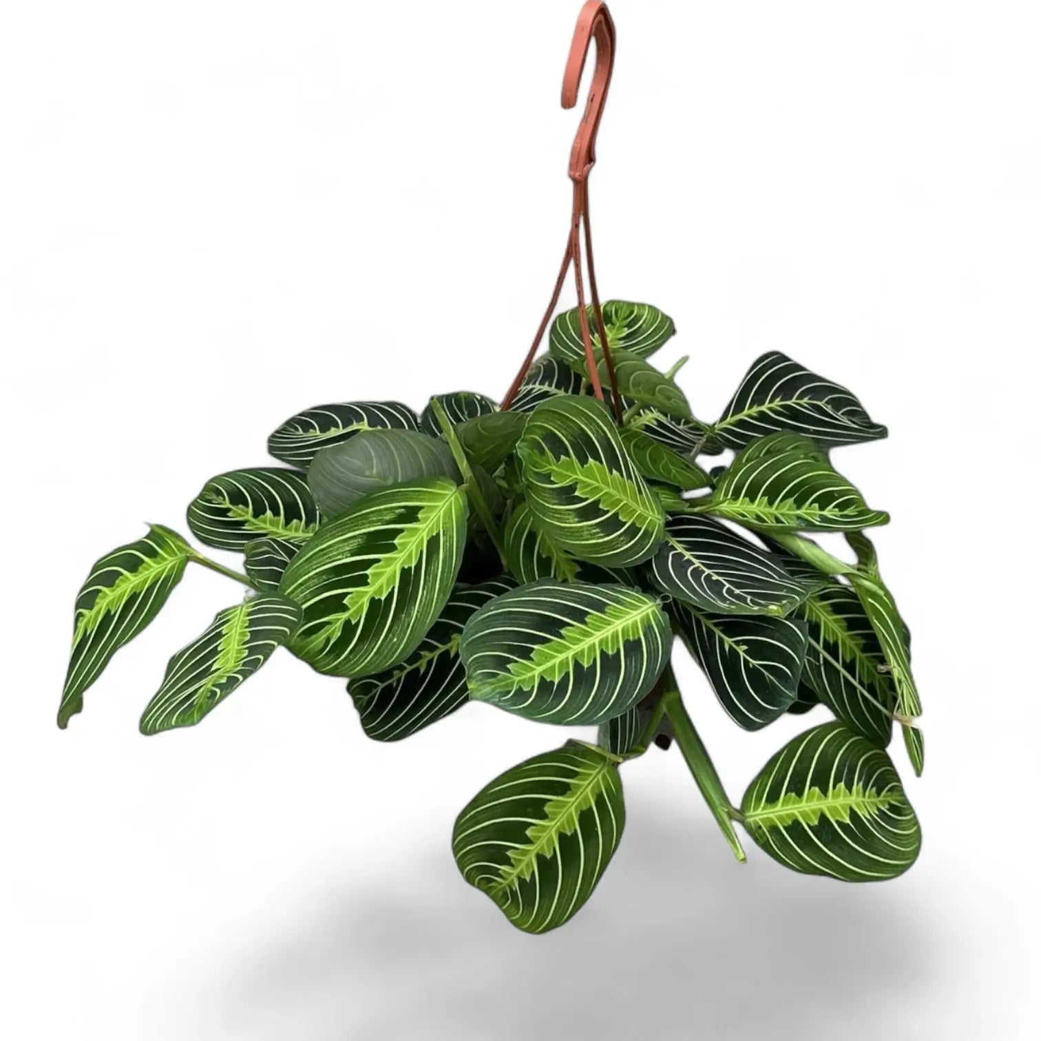 Maranta leuconeura 'Lemon Lime' – Zimmerpflanze im Kulturtopf auf weißem Hintergrund, Produktfoto 7.