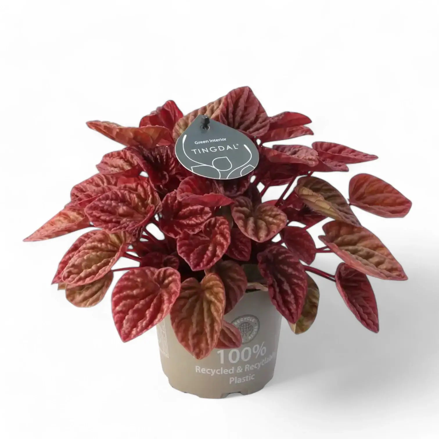 Peperomia 'Quito' potted houseplant in nursery pot on white background, product photo 3.