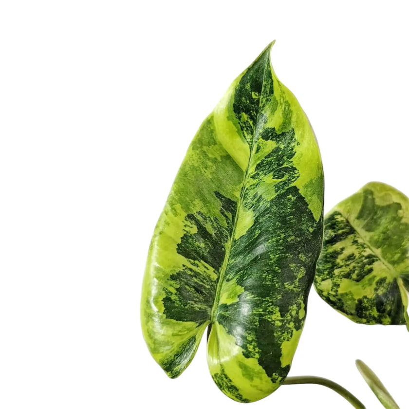 Nahaufnahme eines Blatts von Philodendron 'Burle Marx' variegata vor weißem Hintergrund.
