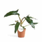 Philodendron mexicanum – Topfpflanze im Kulturtopf vor weißem Hintergrund, Produktfoto 2.