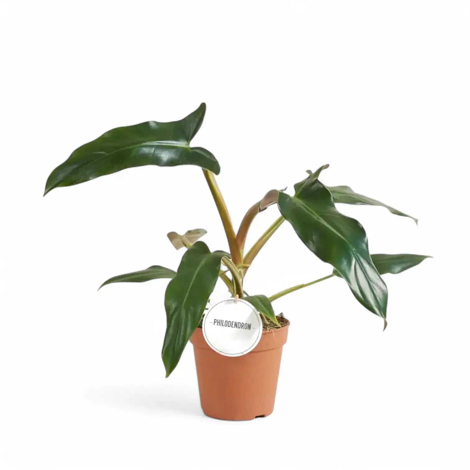 Philodendron mexicanum – Topfpflanze im Kulturtopf vor weißem Hintergrund, Produktfoto 2.