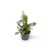 Platycerium bifurcatum 'Netherlands' potted houseplant in nursery pot on white background, product photo 2.