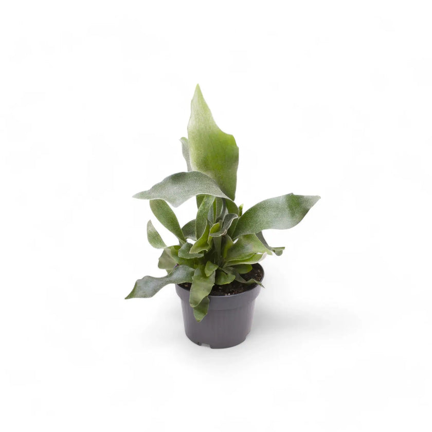 Platycerium bifurcatum 'Netherlands' potted houseplant in nursery pot on white background, product photo 2.