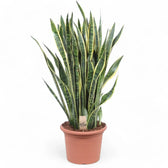 Dracaena (Sansevieria) trifasciata 'Laurentii' potted houseplant in nursery pot on white background, product photo 15.