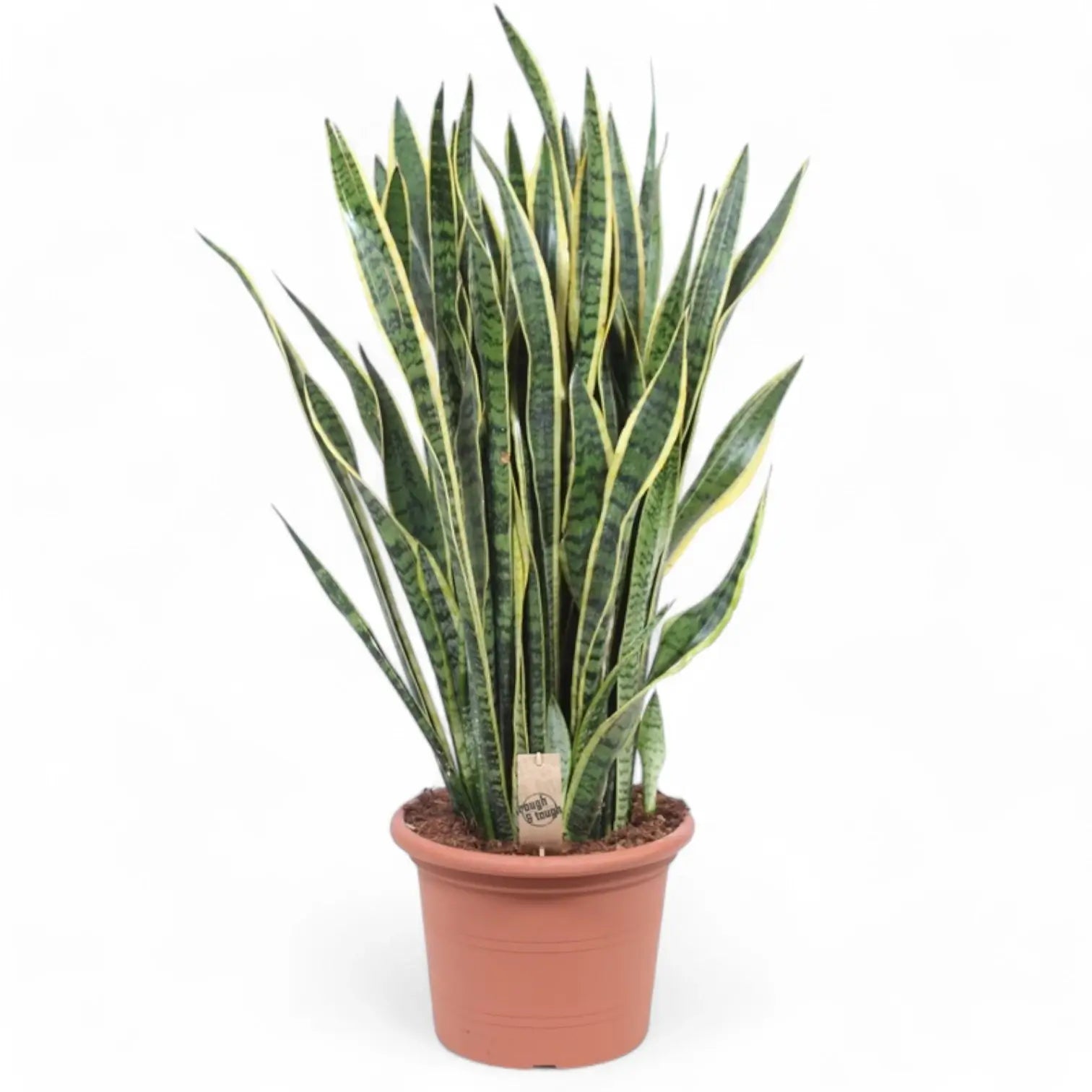 Dracaena (Sansevieria) trifasciata 'Laurentii' potted houseplant in nursery pot on white background, product photo 15.