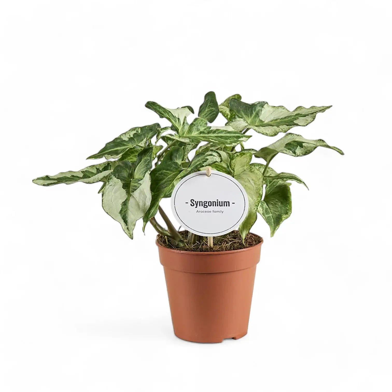 Syngonium podophyllum 'Three Kings' ('Magic marble') potted houseplant in nursery pot on white background, product photo 2.