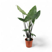 Alocasia zebrina 'Black stem' potted houseplant in nursery pot on white background, product photo 3.