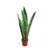 Dracaena (Sansevieria) trifasciata 'Laurentii' potted houseplant in nursery pot on white background, product photo 5.