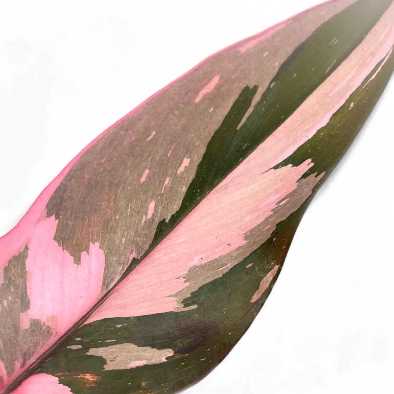 Philodendron 'Pink princess Marble' leaf close-up on white background.