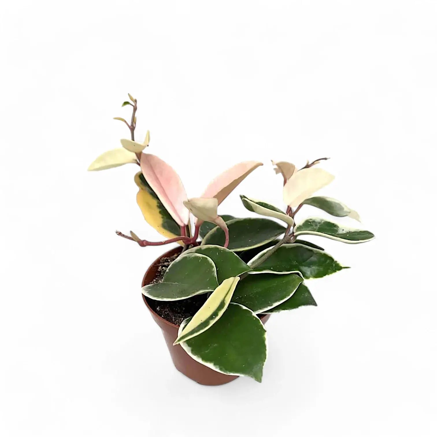 Hoya carnosa 'Krimson Queen' (albomarginata) – Topfpflanze im Kulturtopf vor weißem Hintergrund, Produktfoto 3.